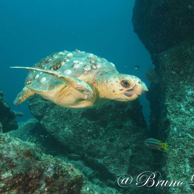 Dive into Sea of Cortez