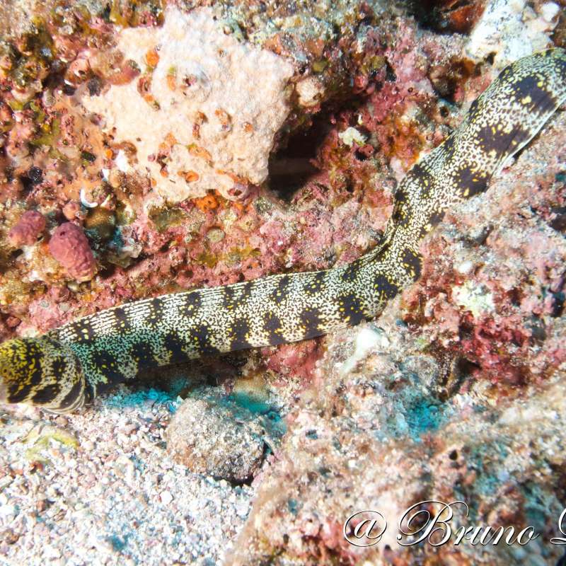 Dive into Sea of Cortez