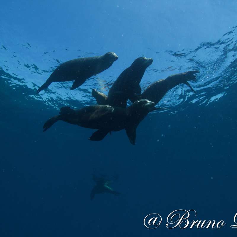 Dive into Sea of Cortez