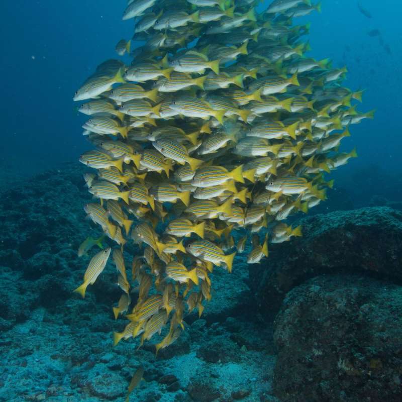 Dive into Sea of Cortez