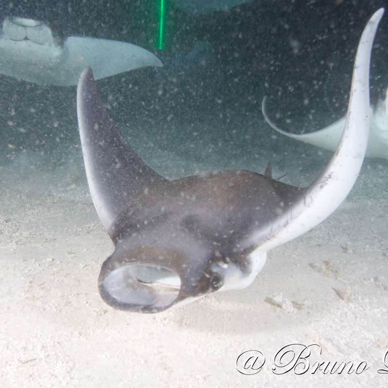 Dive into Sea of Cortez