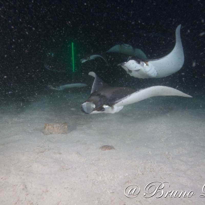 Dive into Sea of Cortez