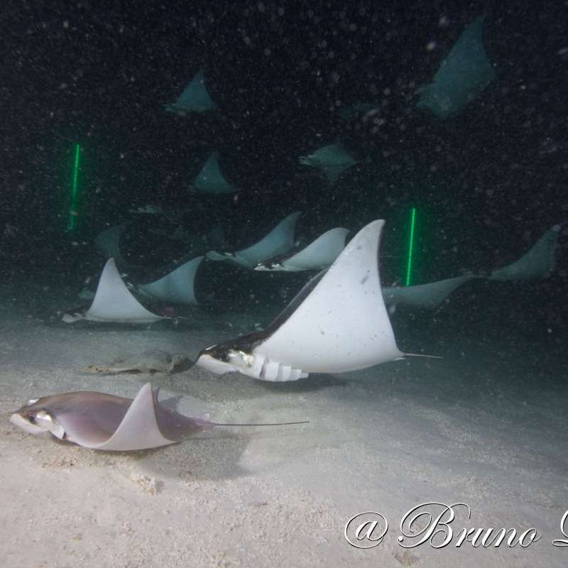 Dive into Sea of Cortez