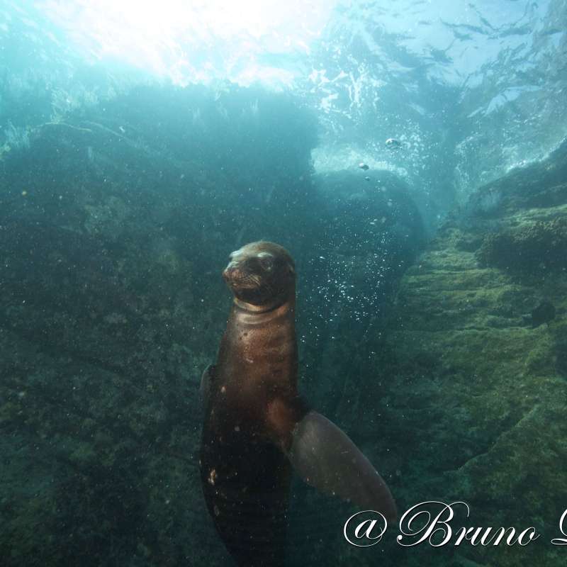 Dive into Sea of Cortez