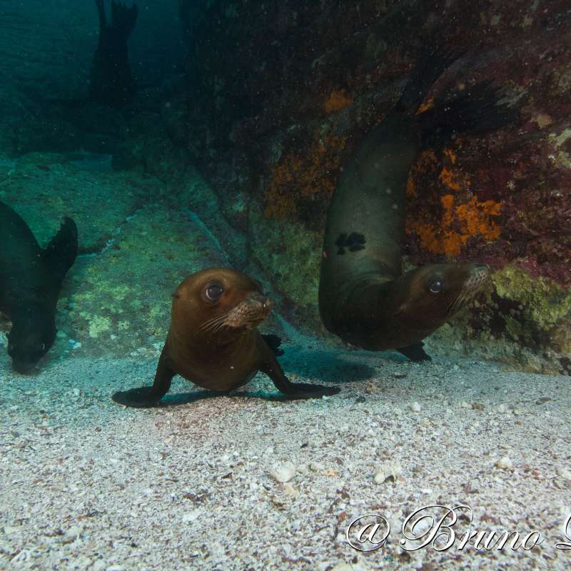 Dive into Sea of Cortez
