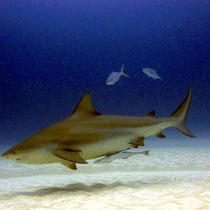 Bull sharks diving