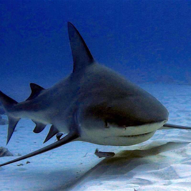 Bull sharks diving