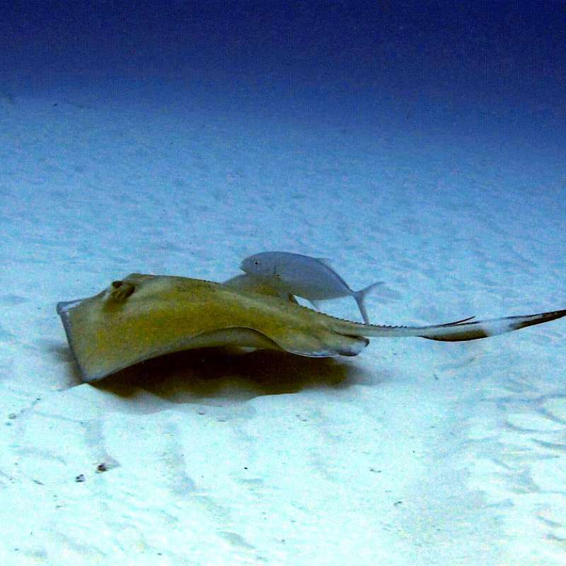 Bull sharks diving