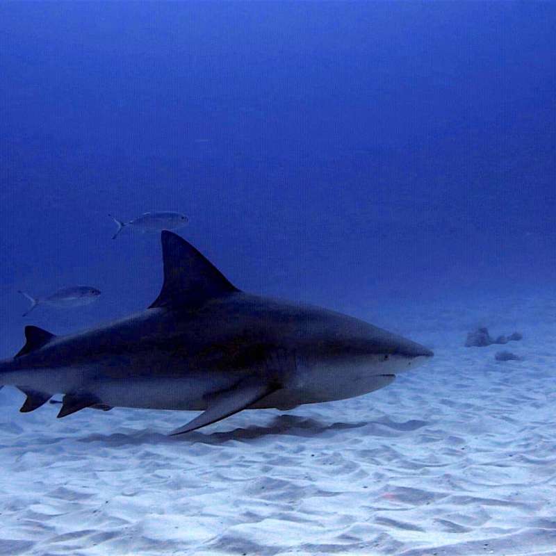 Bull sharks diving