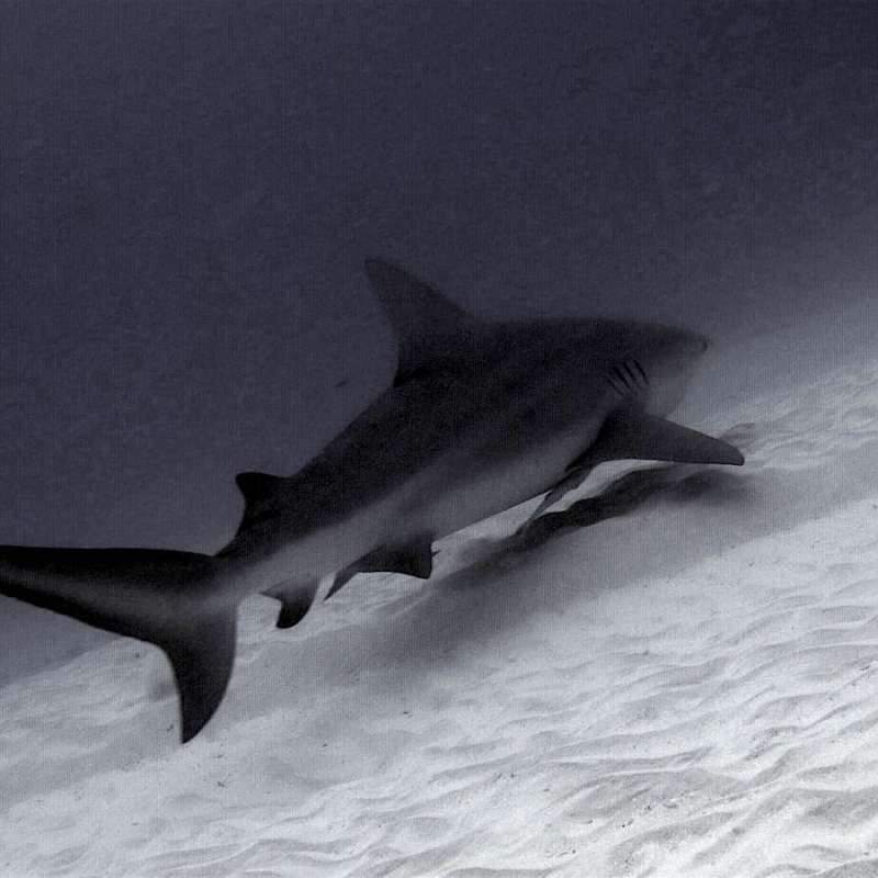 Bull sharks diving