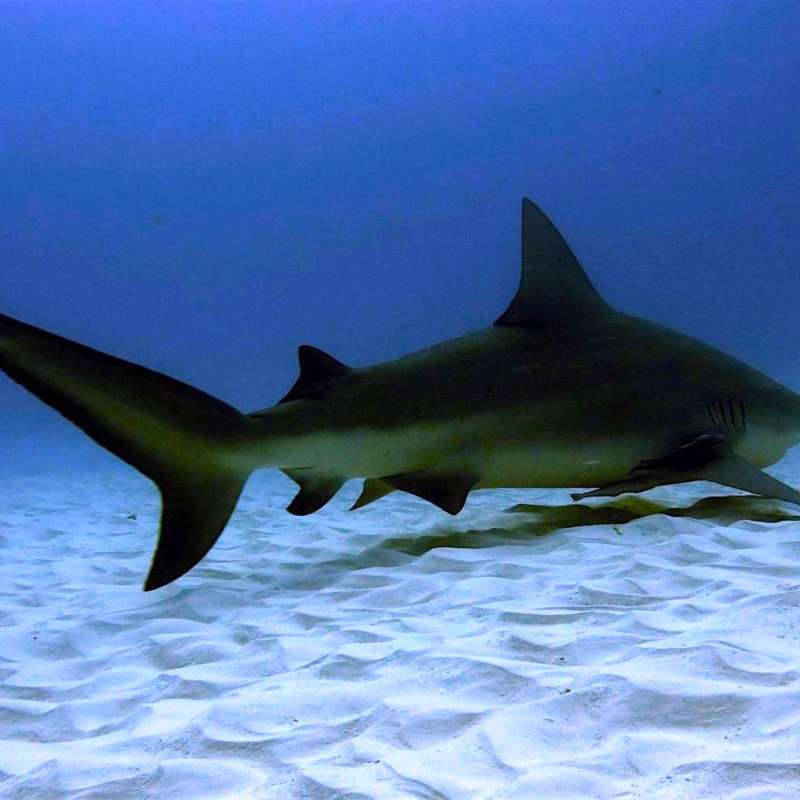 Bull sharks diving