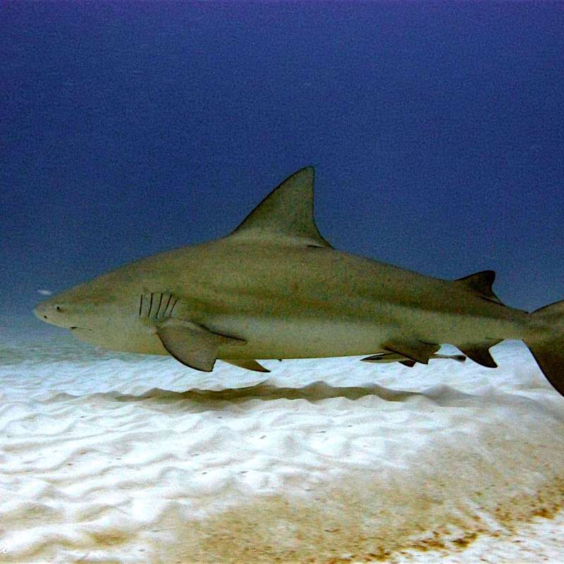 Bull sharks diving