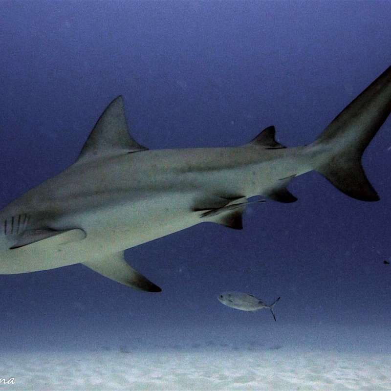 Bull sharks diving