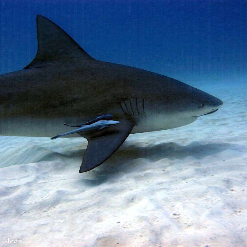 Bull sharks diving