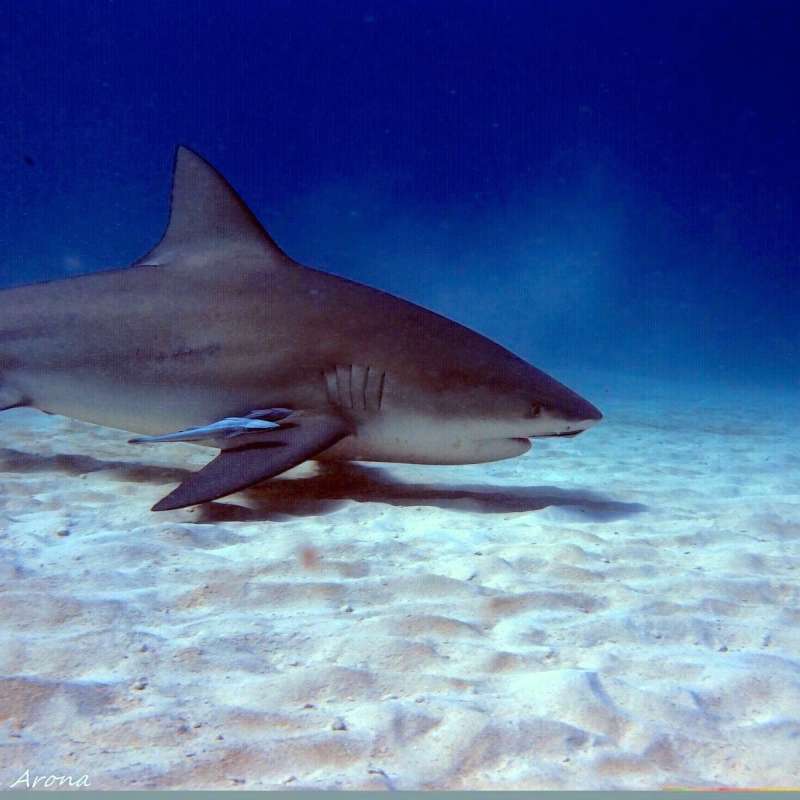 Bull sharks diving
