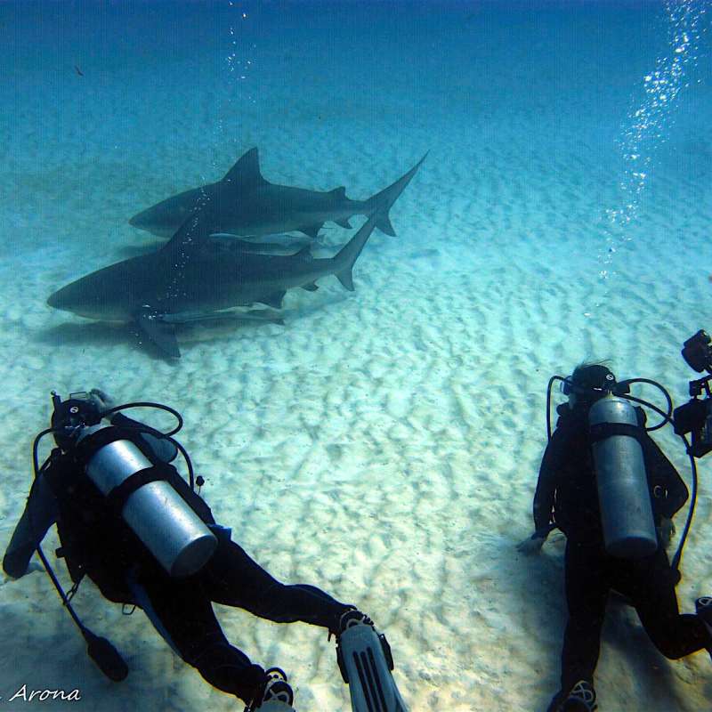 Bull sharks diving