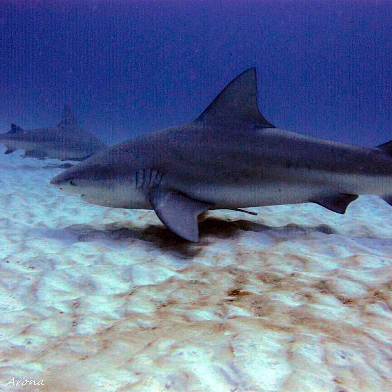 Bull sharks diving