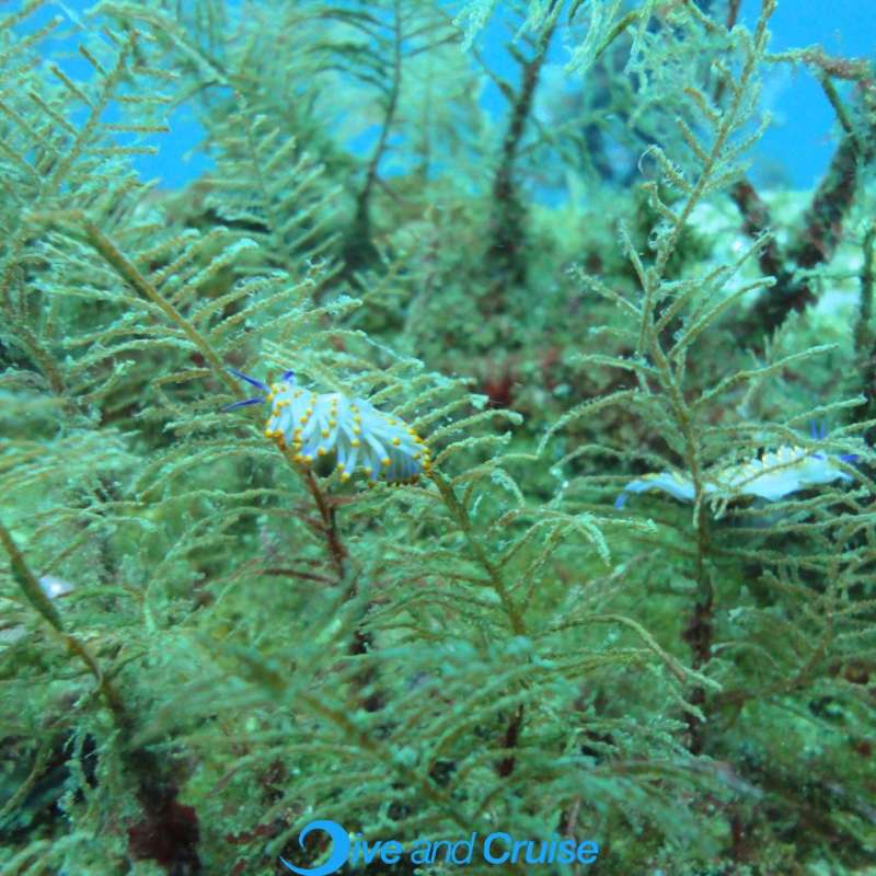 Diving in Layang Layang