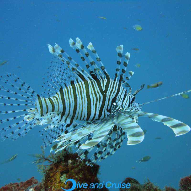 Diving in Layang Layang