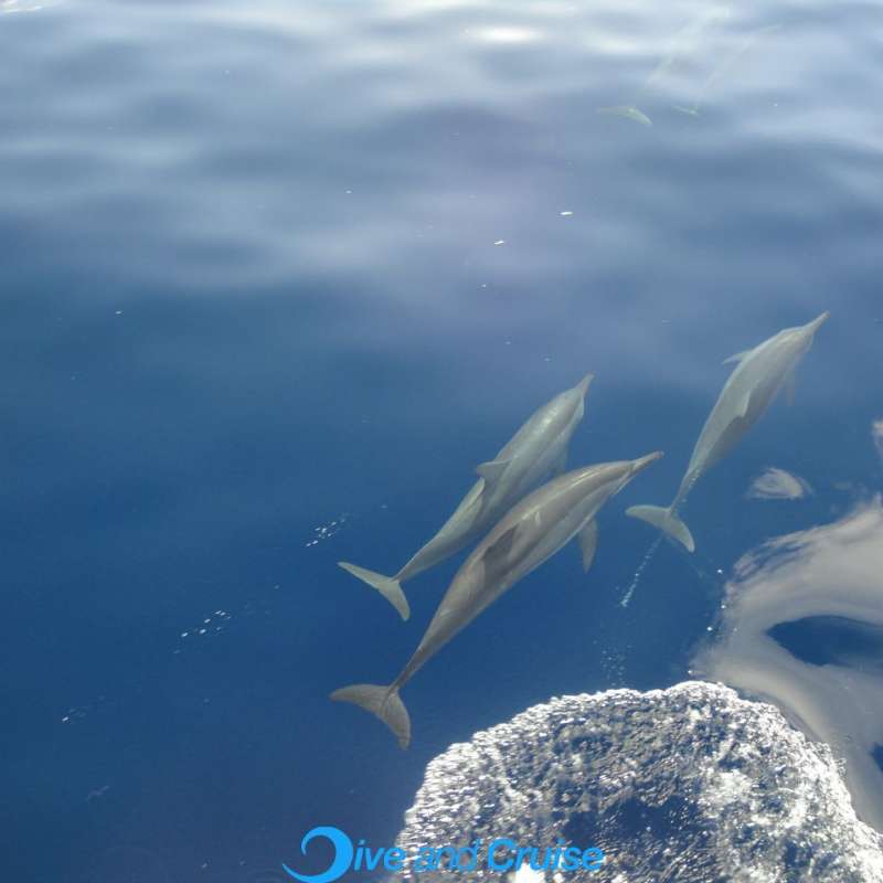 Diving in Layang Layang