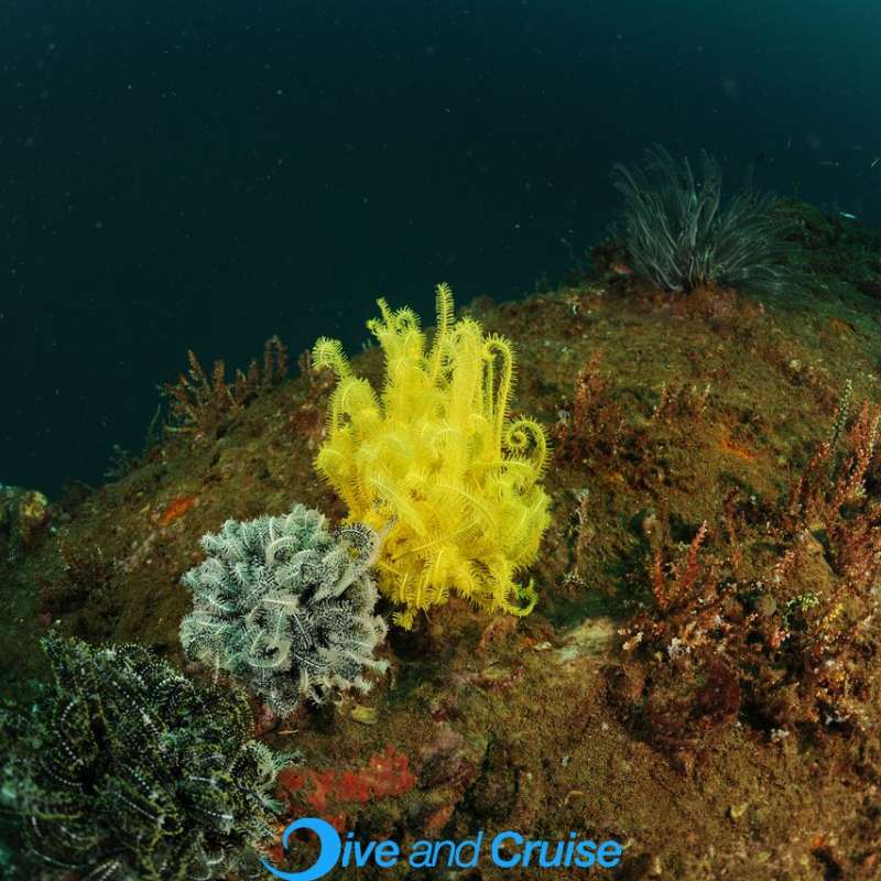 Diving in Layang Layang