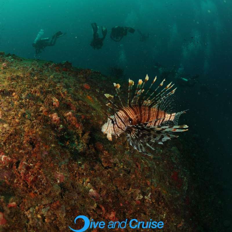 Diving in Layang Layang