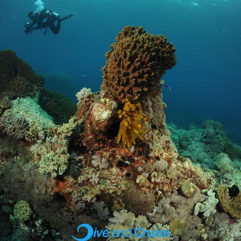 Diving in Layang Layang