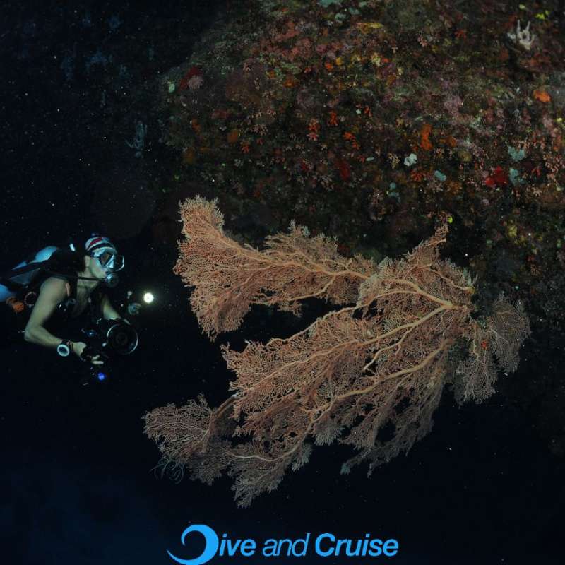 Diving in Layang Layang