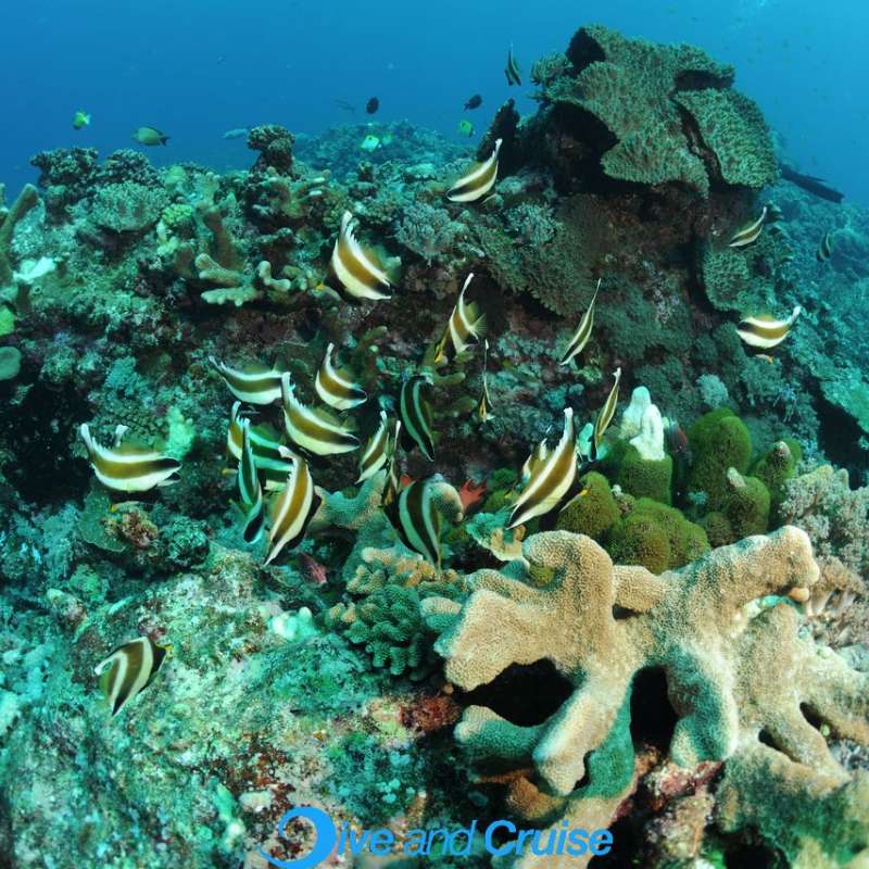 Diving in Layang Layang