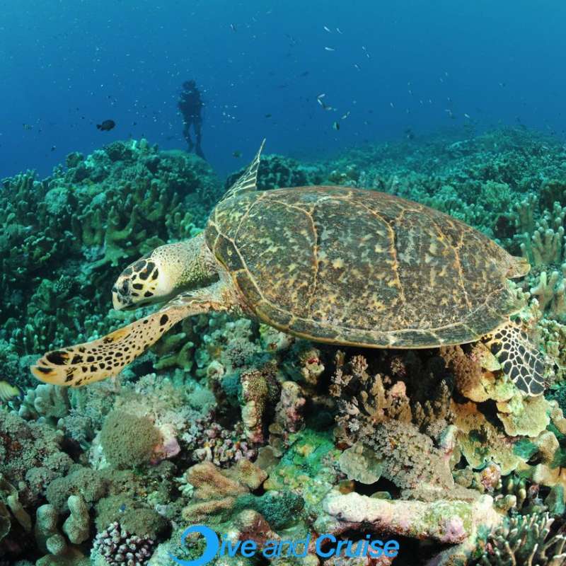 Diving in Layang Layang