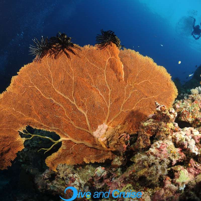 Diving in Layang Layang