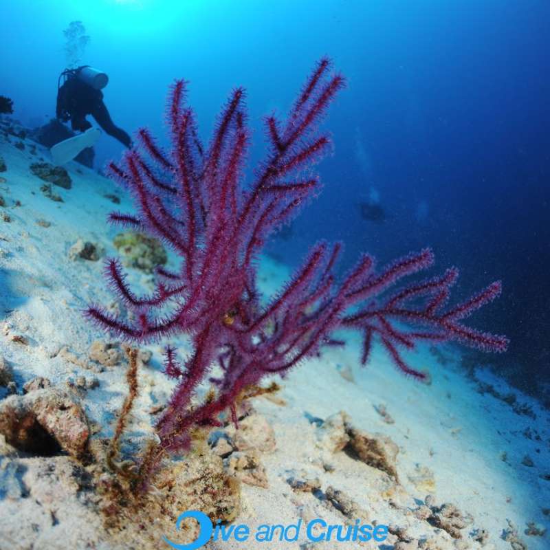Diving in Layang Layang