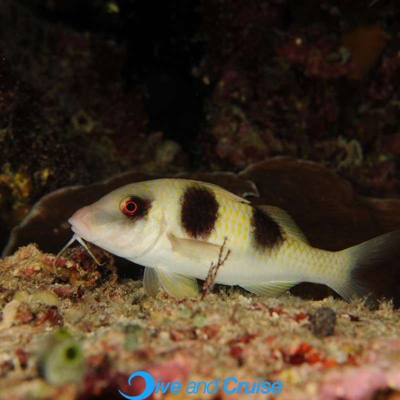 Diving in Layang Layang