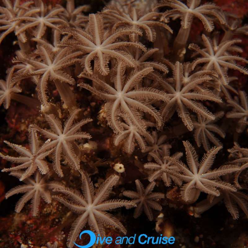 Diving in Layang Layang