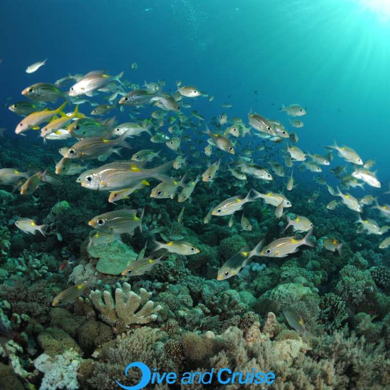 Diving in Layang Layang