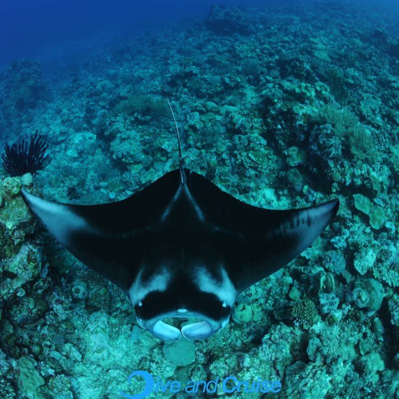 Diving in Layang Layang