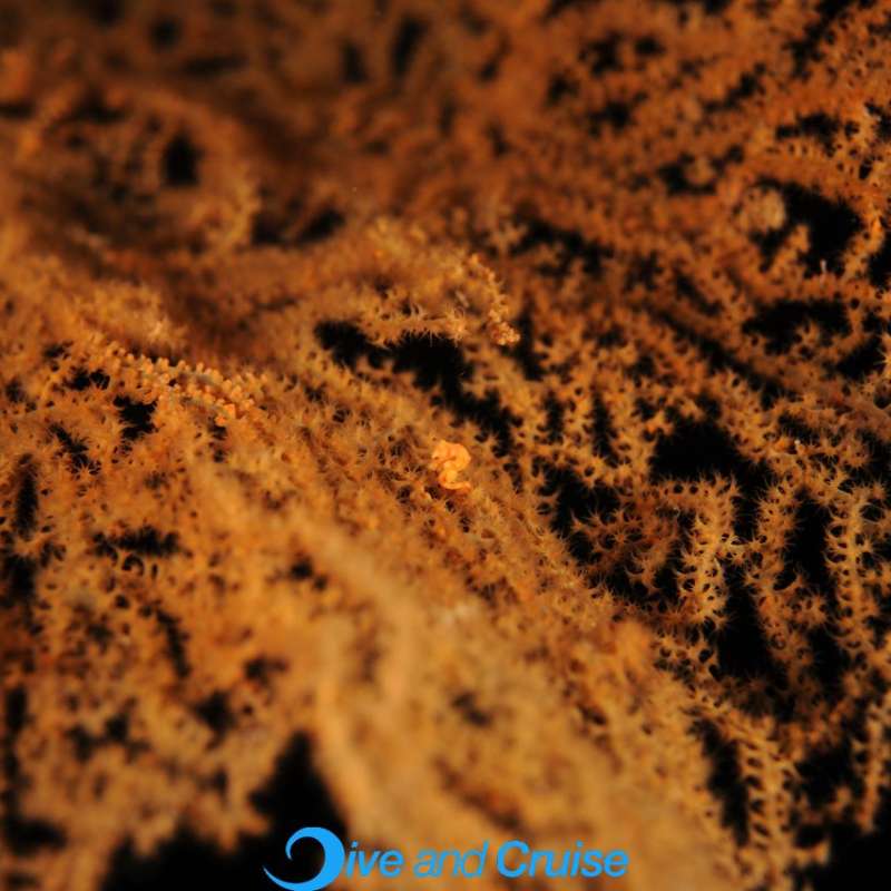 Diving in Layang Layang