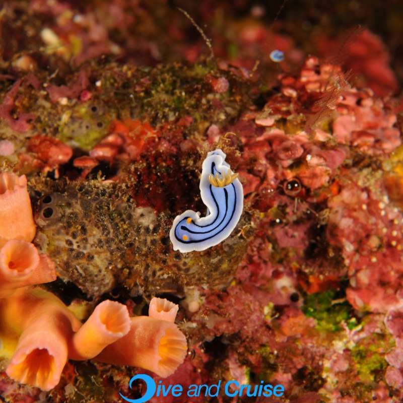 Diving in Layang Layang