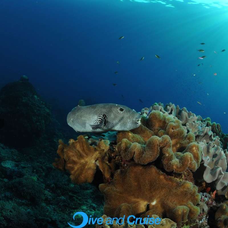 Diving in Layang Layang
