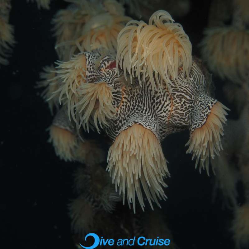 Diving in Layang Layang