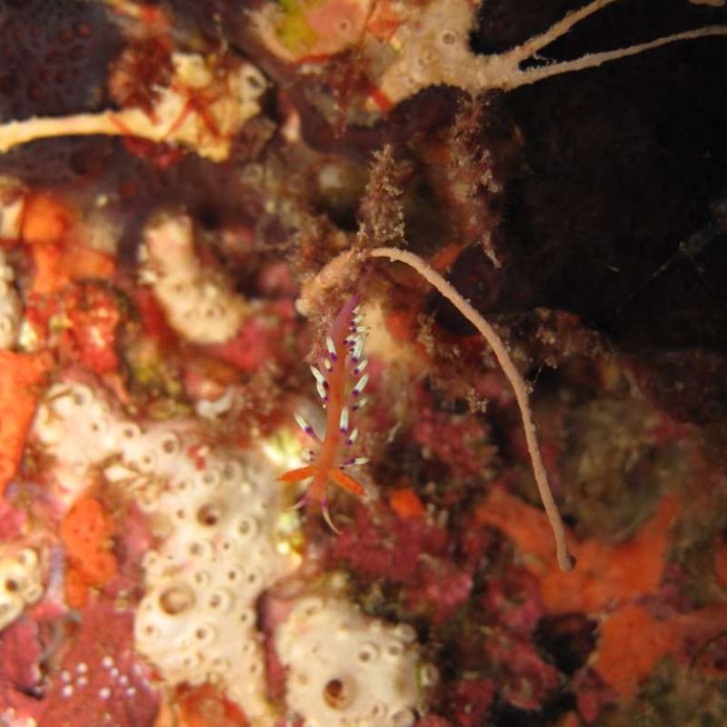 Diving in Layang Layang