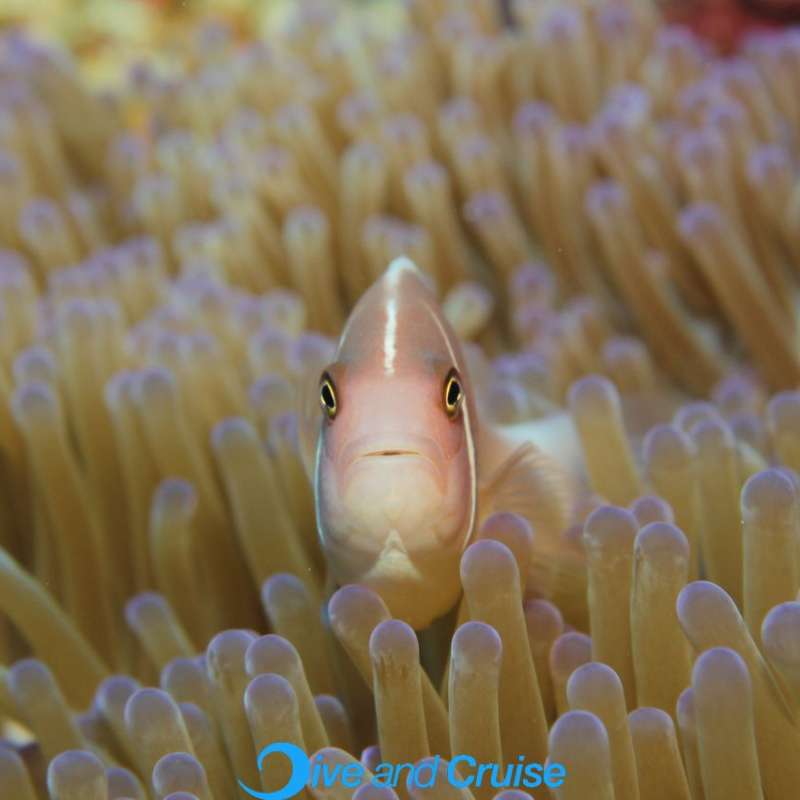 Diving in Layang Layang