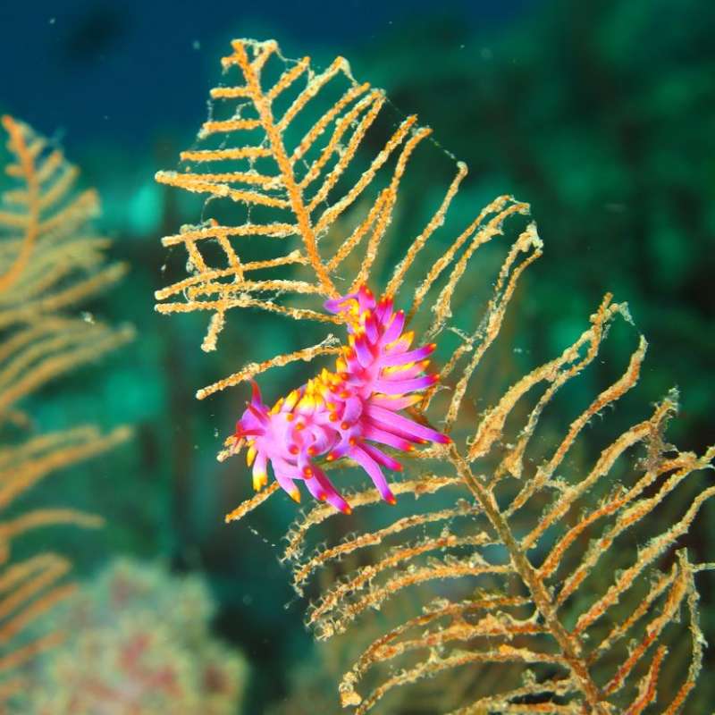Diving in Layang Layang