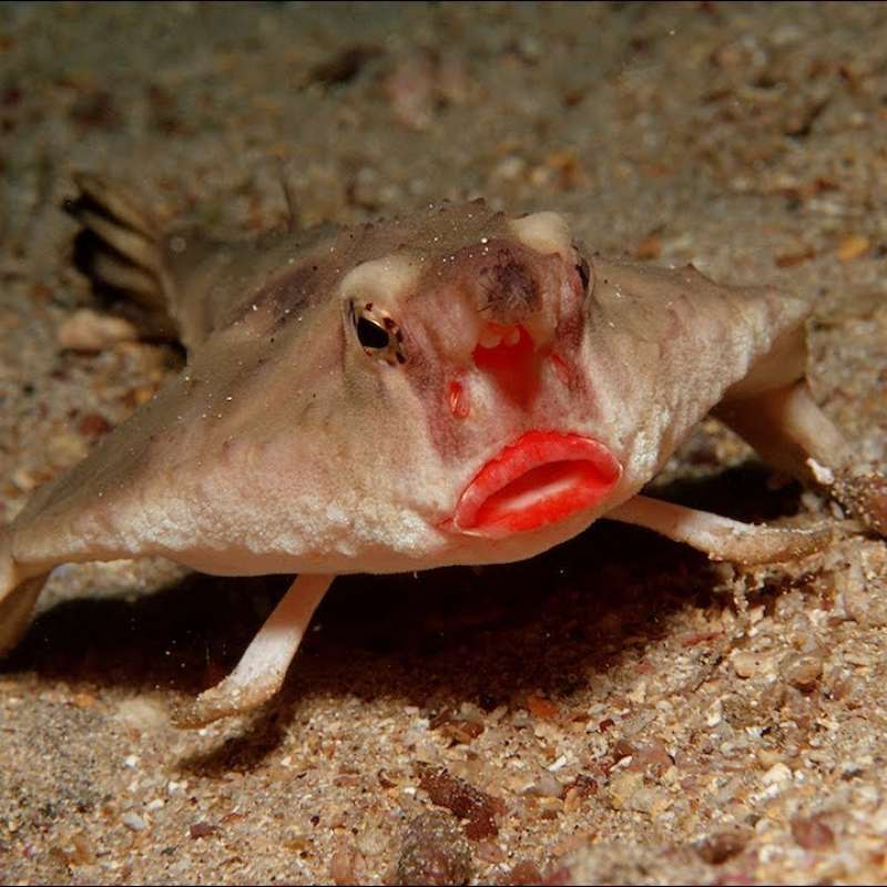 Red-Lipped Batfish