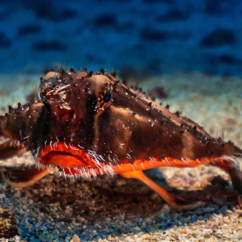 Red-Lipped Batfish