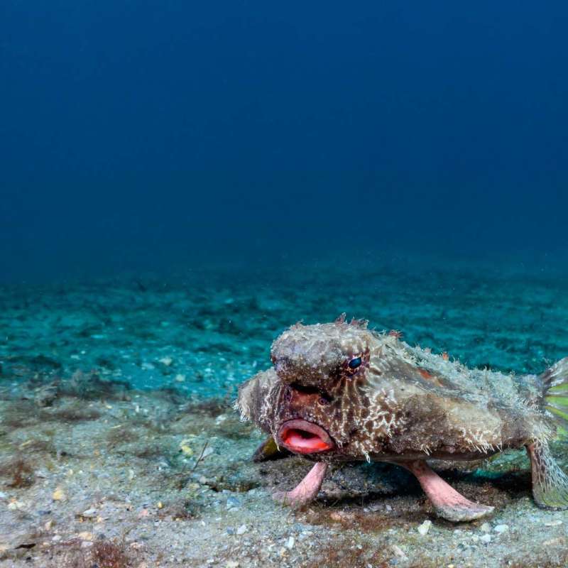 Red-Lipped Batfish