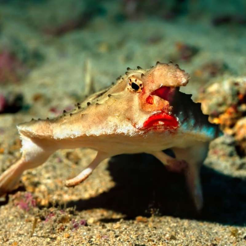 Red-Lipped Batfish