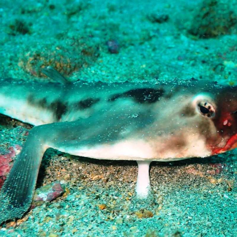 Red-Lipped Batfish