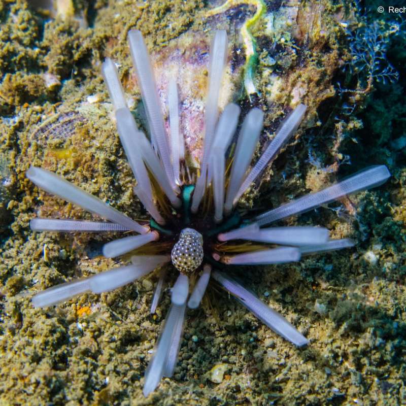 Similan : Exceeding Expectations