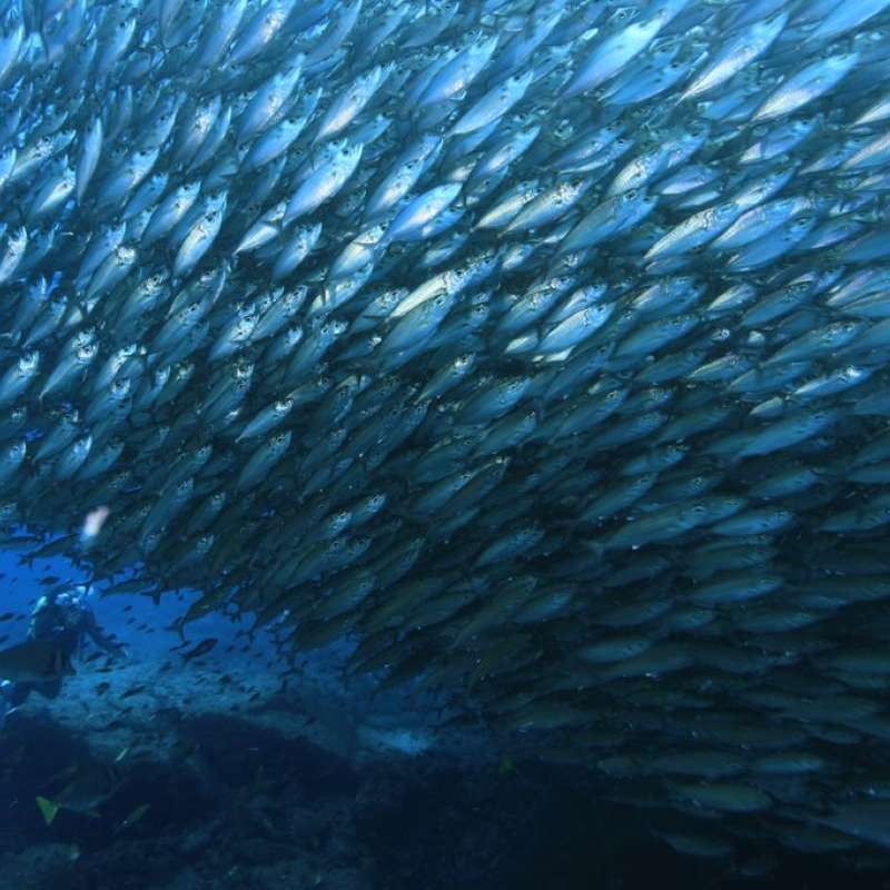 Trip Review: Sea of Cortez